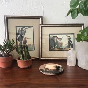 Vintage framed Audubon prints
